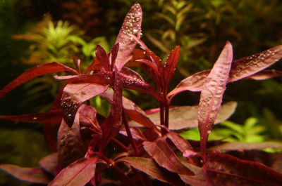 Альтернантера сидячая в горшочке